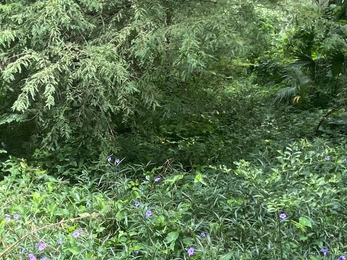 picture of park flowers